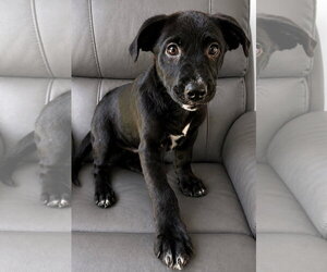 Apple Toast - Female Boxador Dog for Adoption - Photo #3