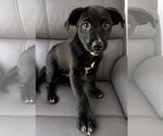 Small Photo #3 Boxador Puppy For Sale in Southbury, CT, USA