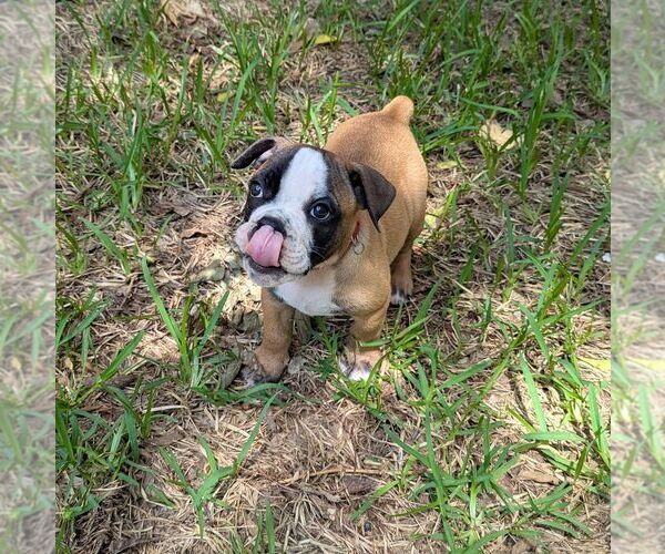 Medium Photo #6 Olde English Bulldogge Puppy For Sale in AUSTIN, TX, USA