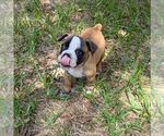 Small #5 Olde English Bulldogge