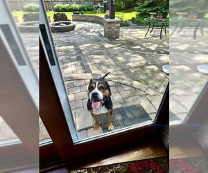 Mila - Female Mutt Dog for Adoption - Photo #13