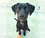 Small #1 Mutt