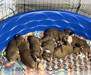Boxer Puppy for sale in BREMEN, GA, USA