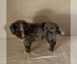 Small #1 Bernedoodle