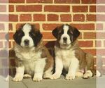 Small #2 Saint Bernard