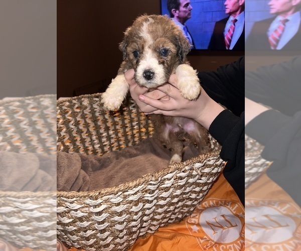 Medium Photo #13 Bernedoodle Puppy For Sale in DRESDEN, TN, USA