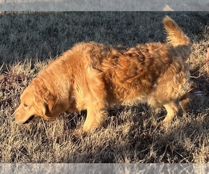 Father of the Golden Retriever puppies born on 10/25/2025