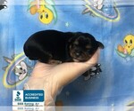 Small Photo #1 Yorkshire Terrier Puppy For Sale in WINNSBORO, LA, USA