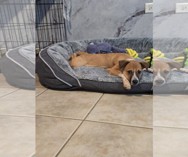 Medium Photo #8 Jack Russell Terrier-Parson Russell Terrier Mix Puppy For Sale in Sanford, FL, USA