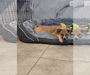Freddy FH - Female Jack Russell Terrier-Parson Russell Terrier Mix Dog for Adoption - Photo #8