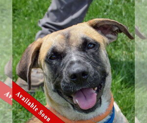 Black Mouth Cur-German Shepherd Dog Mix Dogs for adoption in Huntley, IL, USA