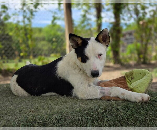 Medium Photo #2 Border Collie-Unknown Mix Puppy For Sale in Canton, CT, USA