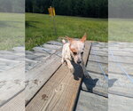 Small #1 Mutt