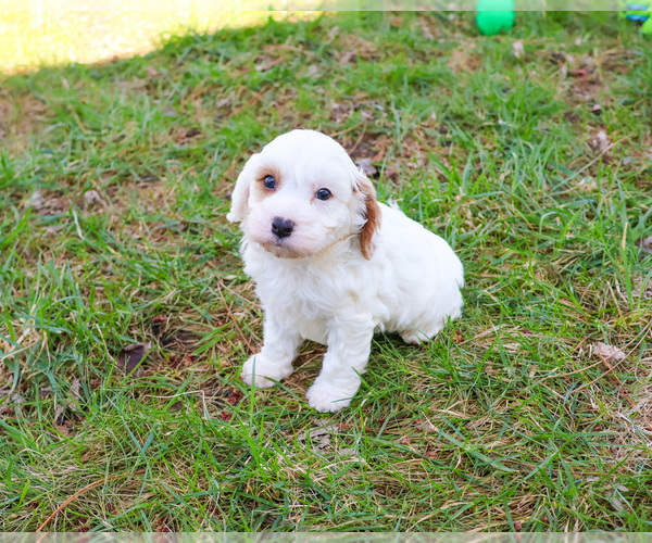 Medium Photo #6 Cavapoo (Miniature) Puppy For Sale in SYRACUSE, IN, USA