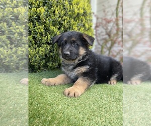 German Shepherd Dog Puppy for sale in FERNDALE, WA, USA