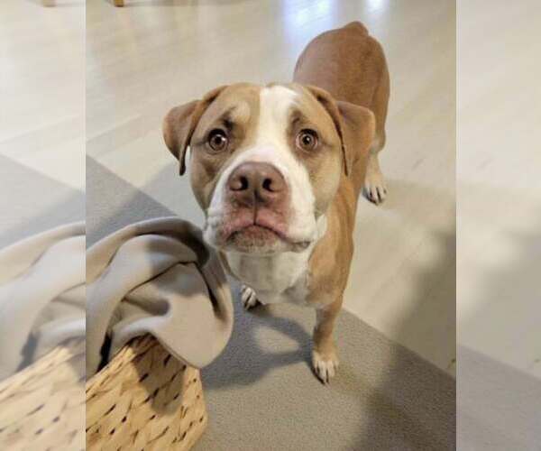 Medium Photo #4 Mutt Puppy For Sale in Candler, NC, USA