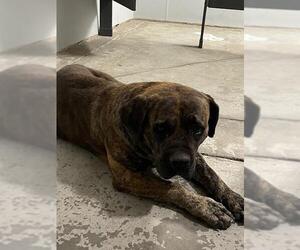 Medium Mastiff Mix