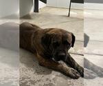 Small Mastiff Mix