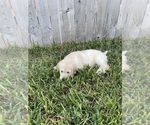 Small Photo #29 Golden Retriever Puppy For Sale in RICHMOND, TX, USA