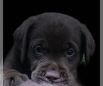 Small Photo #11 Labrador Retriever Puppy For Sale in CHARLOTTE, NC, USA