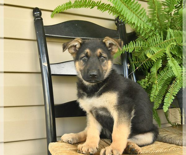Medium Photo #12 German Shepherd Dog Puppy For Sale in DAVENPORT, FL, USA