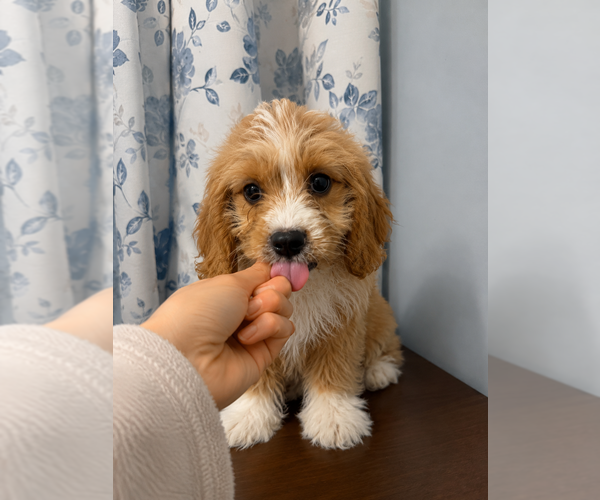 Medium Photo #26 Cavapoo (Miniature) Puppy For Sale in DURHAM, CT, USA