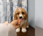 Small #25 Cavapoo (Miniature)