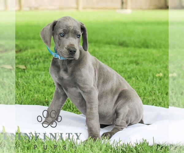 Medium Photo #4 Great Dane Puppy For Sale in LITITZ, PA, USA