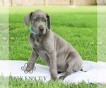 Small #3 Great Dane