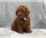 Small #4 Goldendoodle (Miniature)