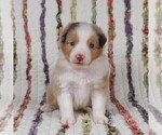 Small Photo #37 Miniature Australian Shepherd Puppy For Sale in HARRISON, OH, USA