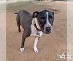 Small Photo #2 Mutt Puppy For Sale in Washington, DC, USA