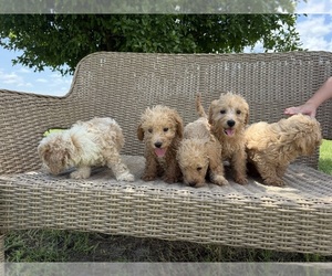 Scoodle Puppy for sale in SUMMERFIELD, FL, USA