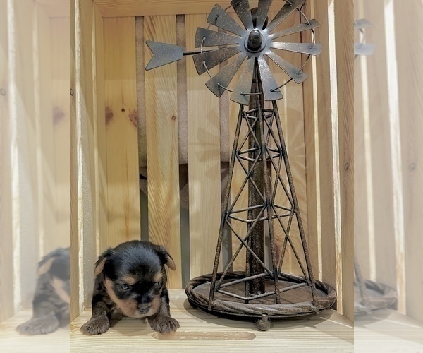 Medium Photo #4 Yorkshire Terrier Puppy For Sale in CASSVILLE, MO, USA