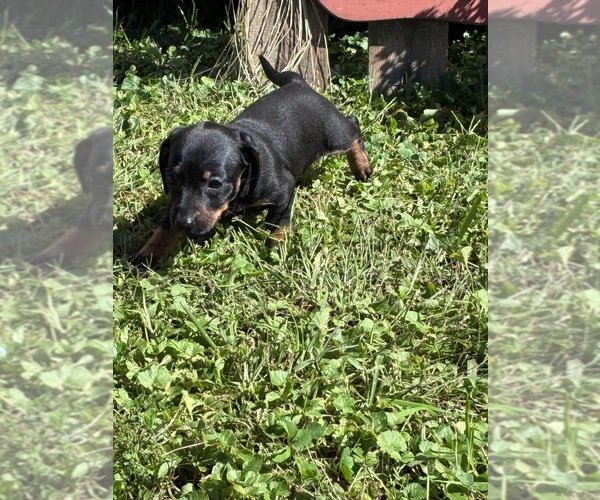 Medium Photo #2 Dachshund Puppy For Sale in SOUTHINGTON, OH, USA