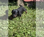 Small #1 Dachshund