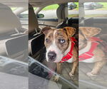 Small #2 Staffordshire Bull Terrier Mix