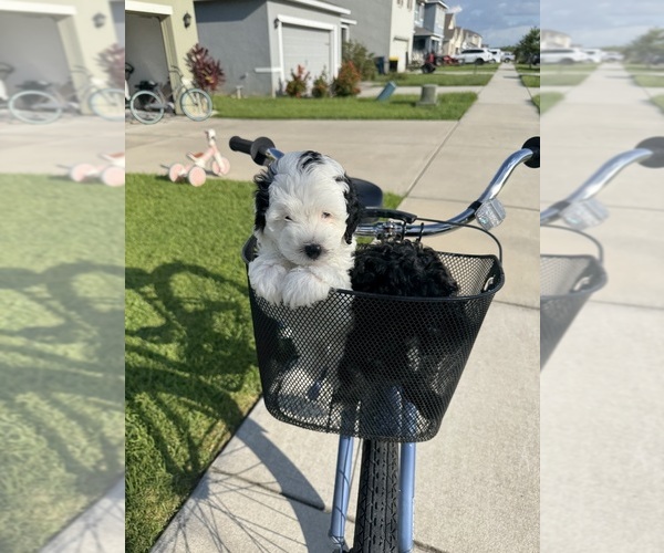 Medium Photo #6 Miniature Bernedoodle Puppy For Sale in AUBURNDALE, FL, USA