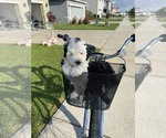 Small #5 Miniature Bernedoodle