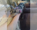 Small Photo #2 French Bulldog Puppy For Sale in LONGVIEW, TX, USA