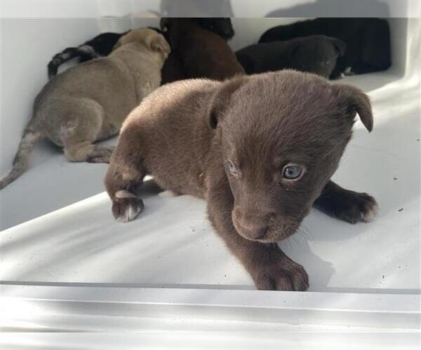 Medium Photo #1 Siberian Husky-Unknown Mix Puppy For Sale in Houston, TX, USA