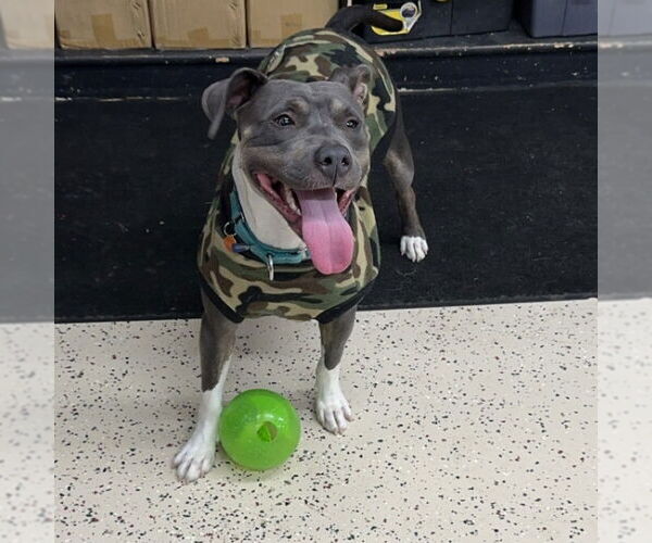 Medium Photo #22 American Pit Bull Terrier Puppy For Sale in Fargo, ND, USA