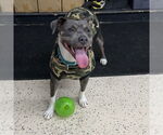 Small #21 American Pit Bull Terrier