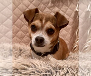 Cheeks Dogs for adoption in Parker Ford, PA, USA