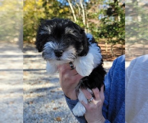 Havanese Dog for Adoption in SEAFORD, Virginia USA