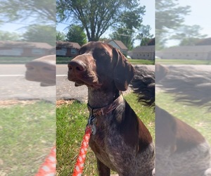 German Shorthaired Pointer Puppy for sale in ALBERT LEA, MN, USA