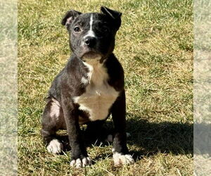 Labrador Retriever-Unknown Mix Dogs for adoption in Spring Lake, NC, USA