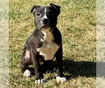 Small Labrador Retriever Mix