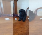 Small Photo #2 Havanese-Poogle Mix Puppy For Sale in AMADO, AZ, USA
