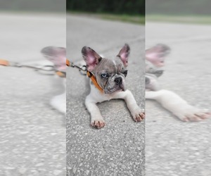 French Bulldog Puppy for sale in TAMPA, FL, USA